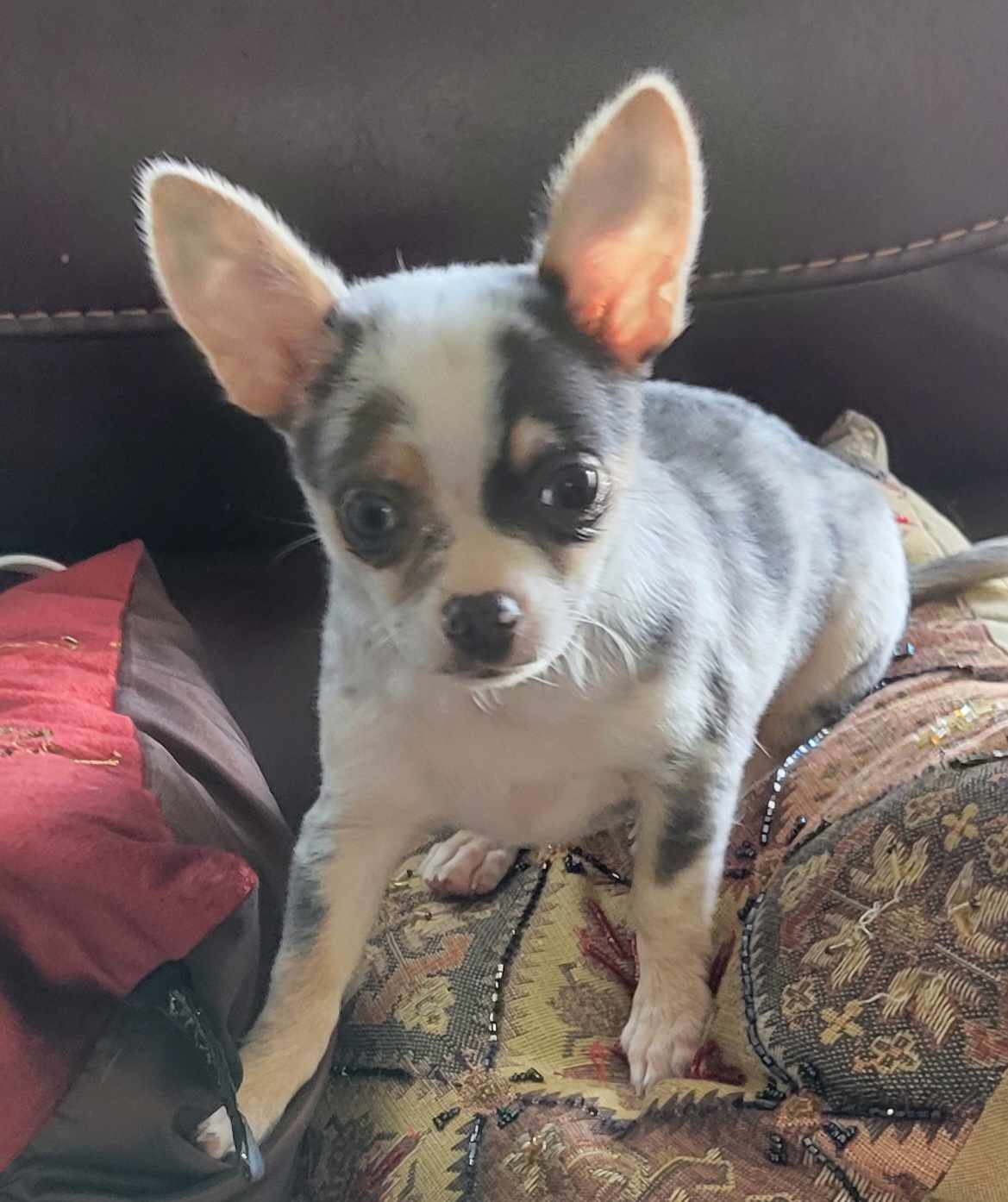 Josephine