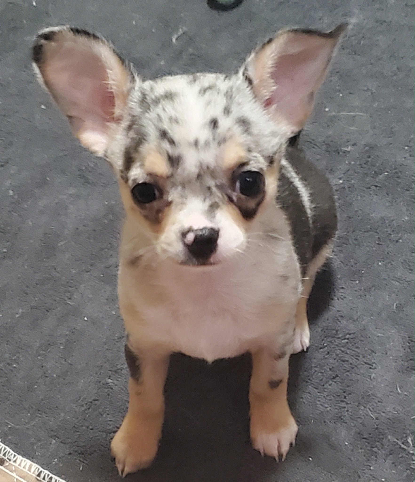 Sold puppy