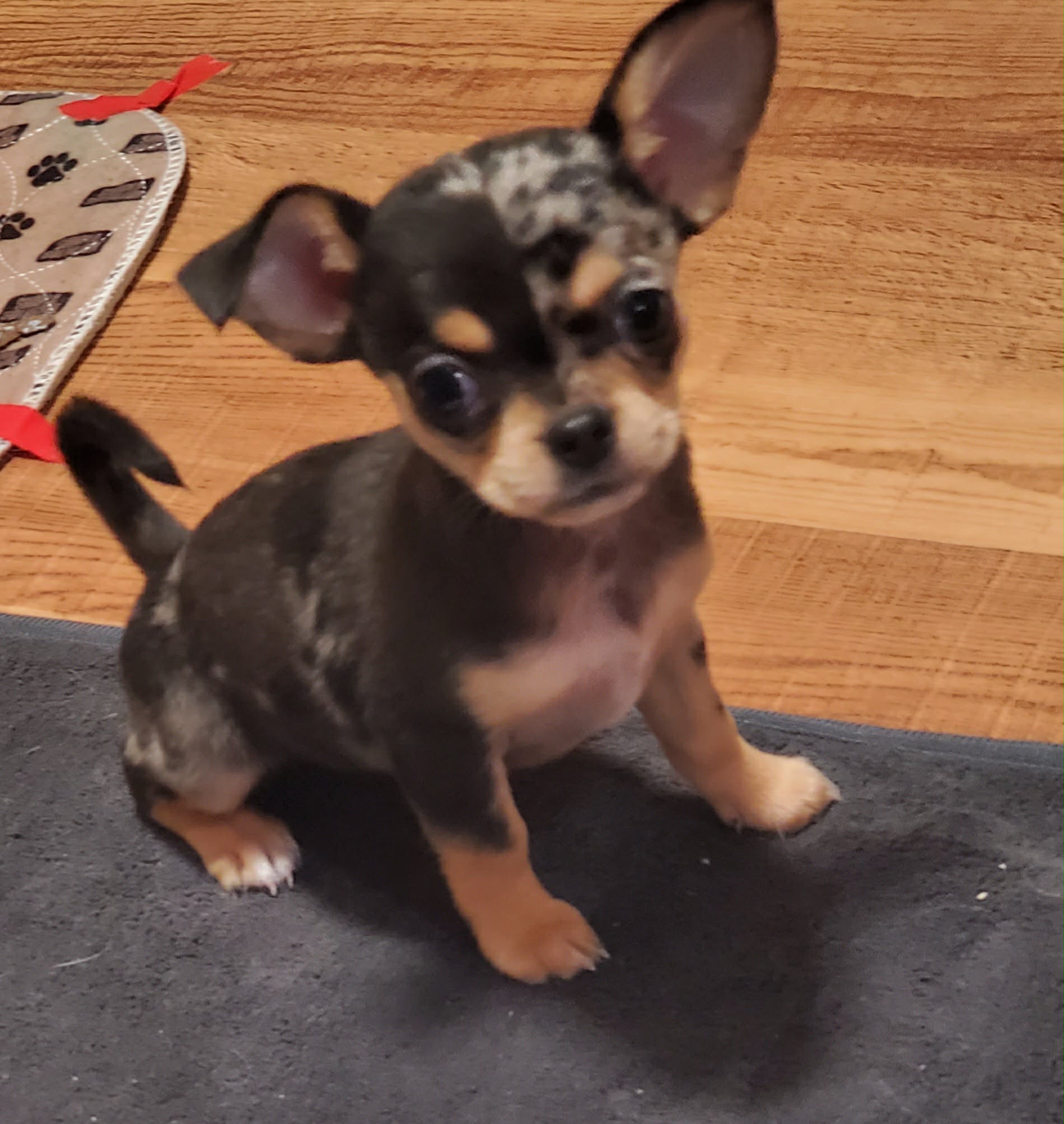 Sold puppy