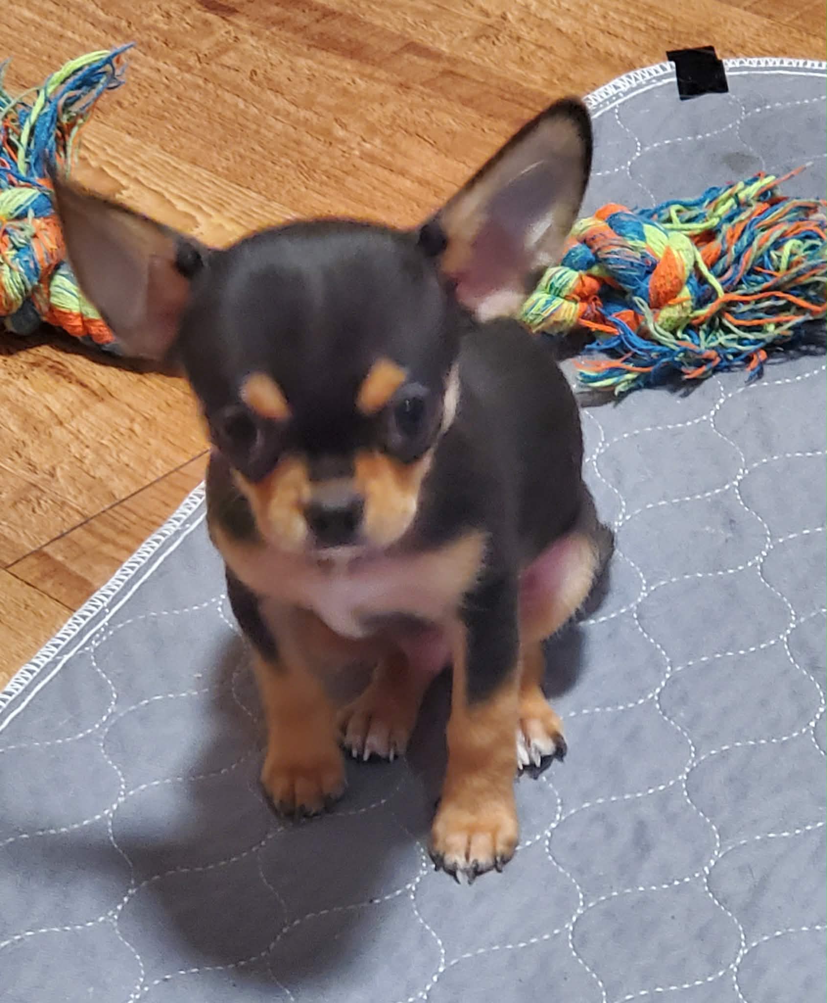 Sold puppy