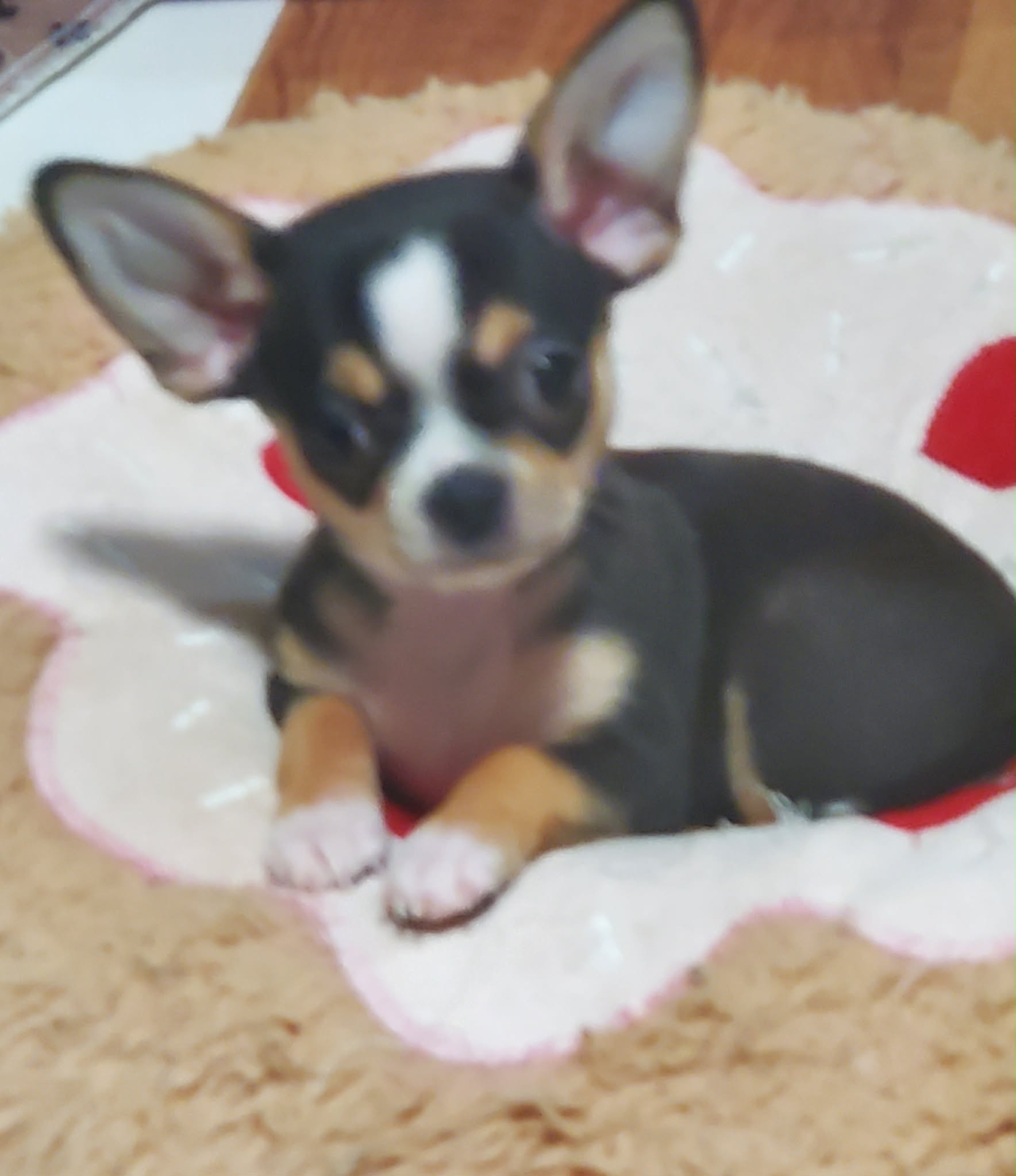 Tri-colored Chihuahua male puppy